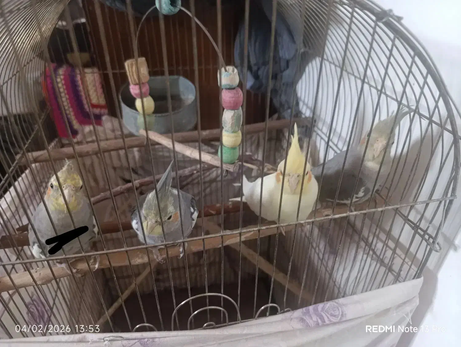 عروس هلندی|پرنده|قم, ولیعصر|دیوار