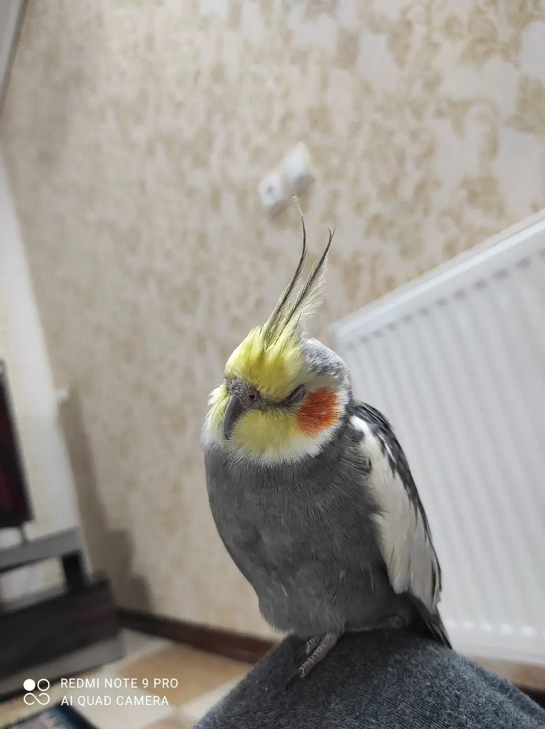 عروس هلندی گمشده|حیوانات|کرمان, |دیوار