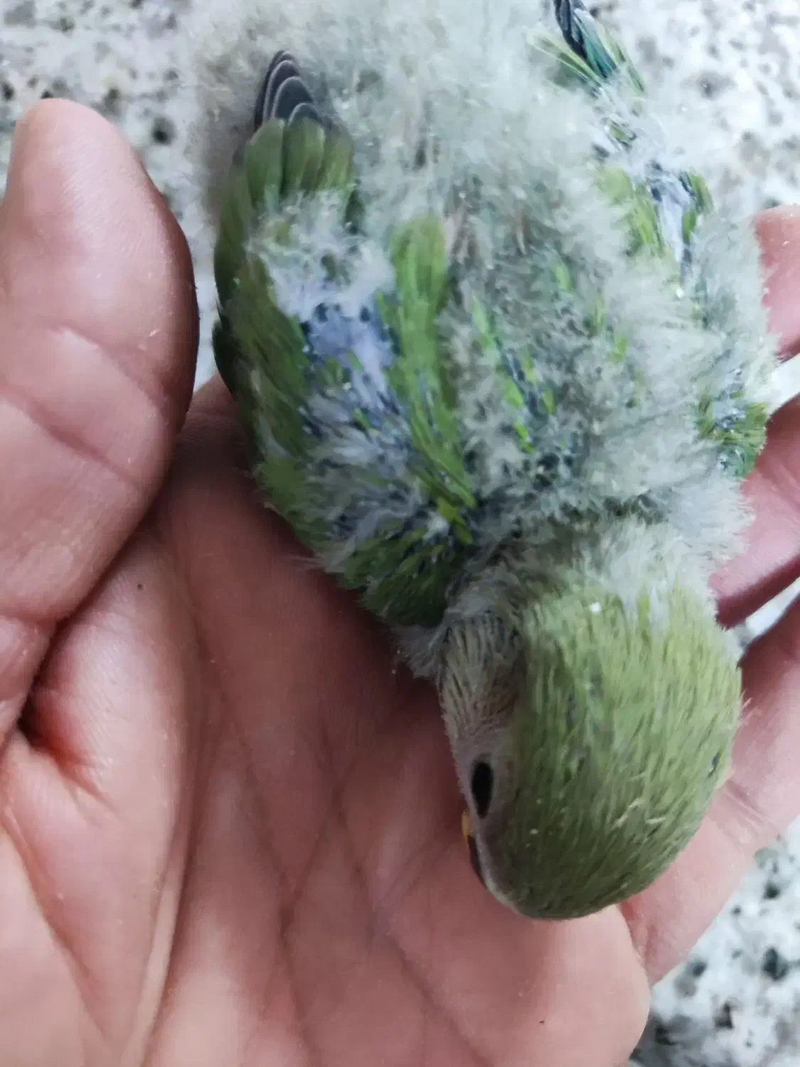 طوطی برزیلی|پرنده|جهرم, |دیوار