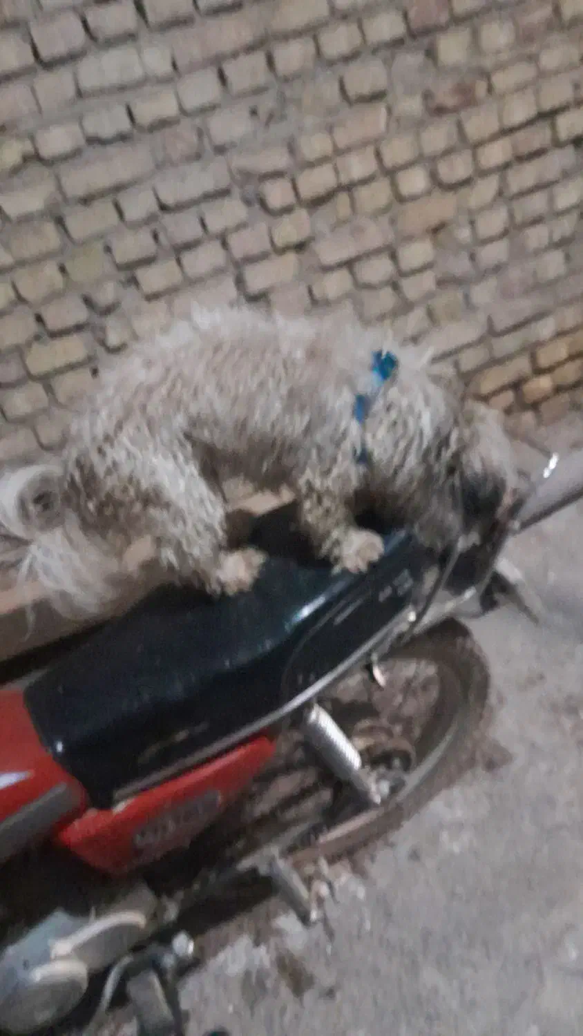 سگ خارجی|سگ|پیشوا, |دیوار