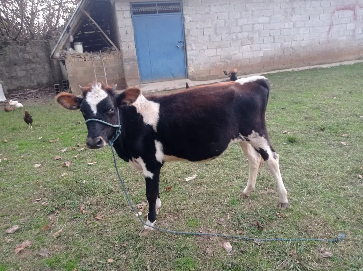 تلیسه دورگ محلی قیمت 55|حیوانات مزرعه|گوراب زرمیخ, |دیوار