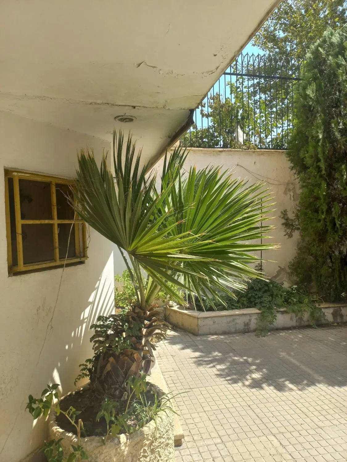 درختچه پالم واشنگتن|گل و گیاه طبیعی|تهران, حکیمیه|دیوار