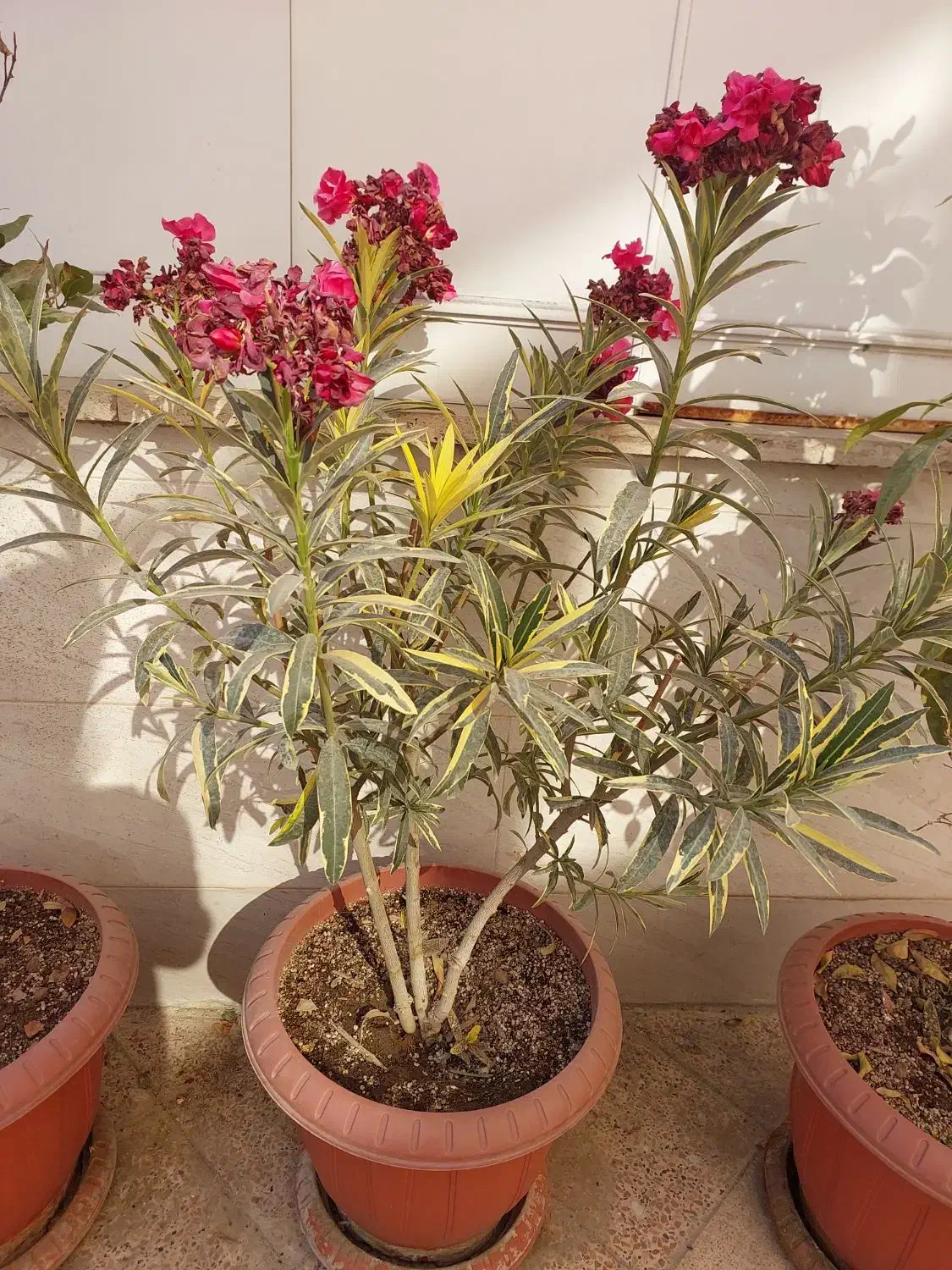 گل و نهال|گل و گیاه طبیعی|ری, فیروزآبادی|دیوار