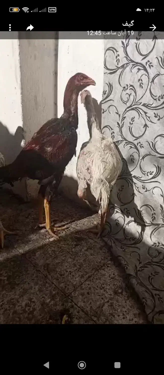 ۵ تا جوجه خروس لاری|حیوانات مزرعه|تربت جام, شاهد|دیوار