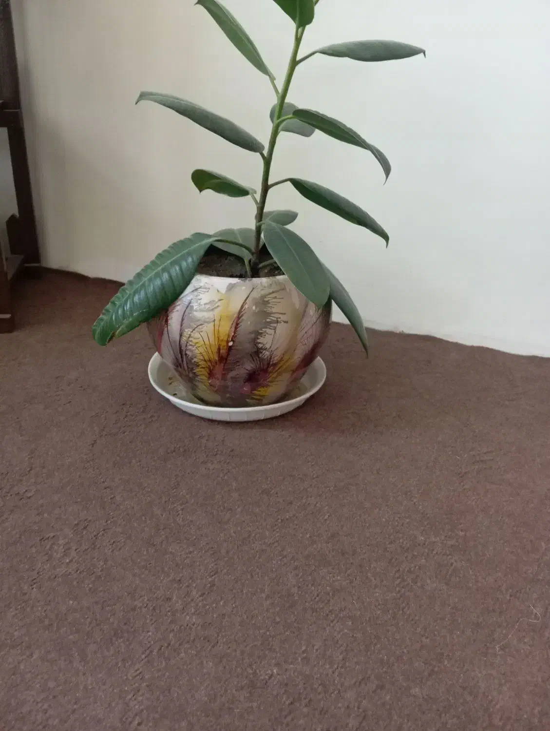 کناره یک متر در 5نیم 7عدد گلدان|فرش|سلماس, |دیوار