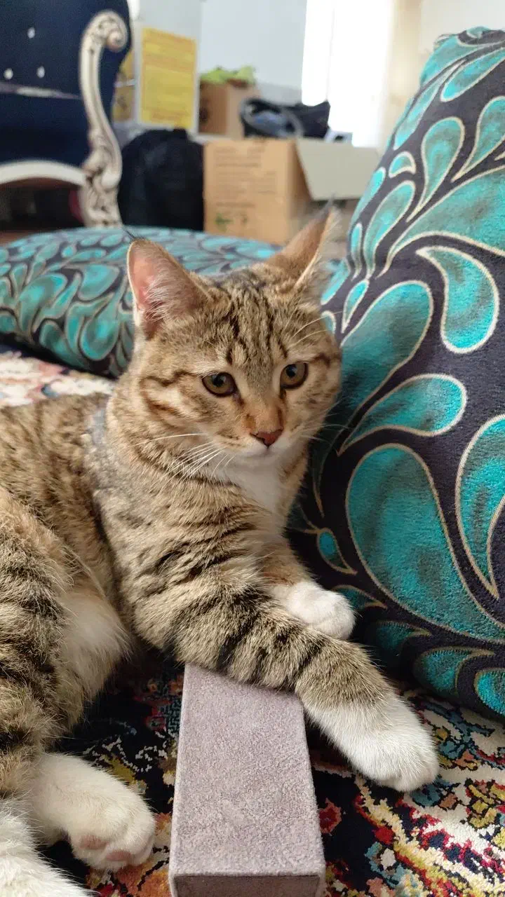 واگذاری رایگان گربه|گربه|مبارکه, |دیوار