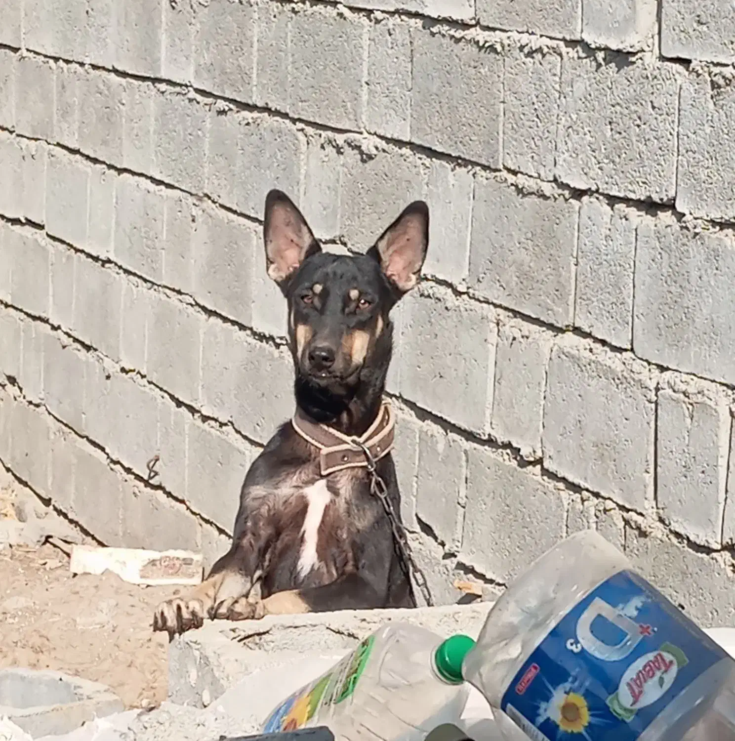 سگ ژرمن|سگ|رودان, |دیوار