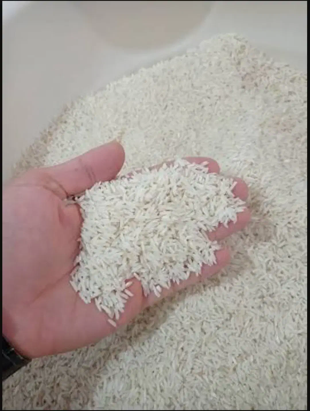 برنج هاشمی درجه 1استانه اشرفیه|خوردنی و آشامیدنی|رشت, پیرکلاچای|دیوار