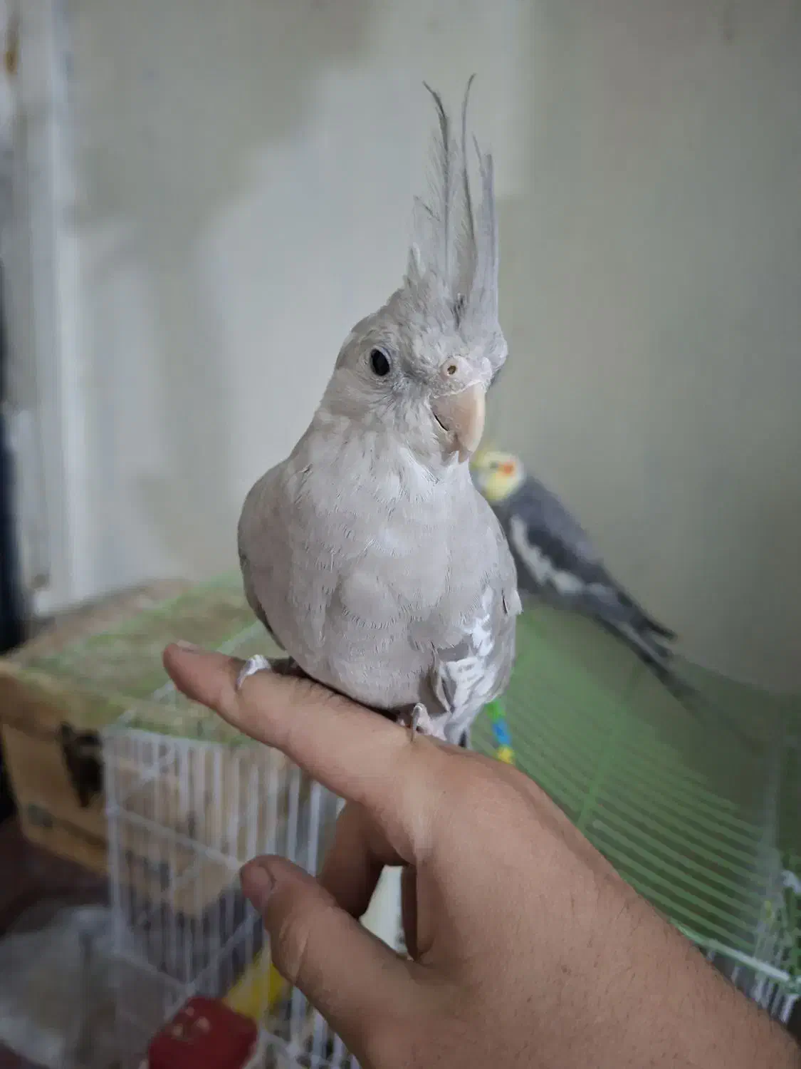 فروس جفت مولد عروس هلندی نژاد عادی ونژاد طوسی|پرنده|یاسوج, |دیوار