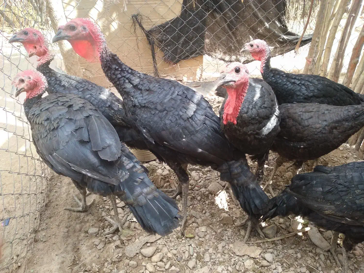 بوقلمون|حیوانات مزرعه|بکتاش, |دیوار