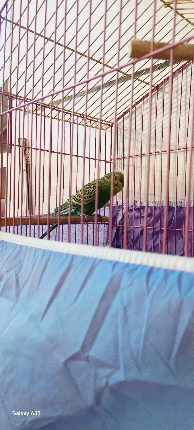 مرغ عشق نر|پرنده|اهواز, شریعتی جنوبی|دیوار