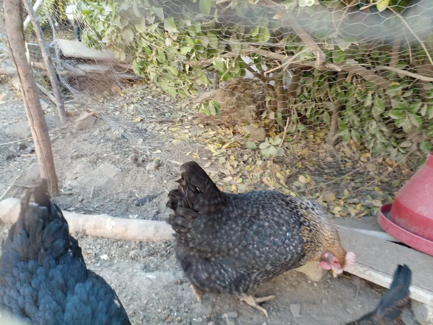 مرغ خانگی تخمگذار چاق برا خون کردنم خوبه|حیوانات مزرعه|مشهد, ویلاشهر|دیوار