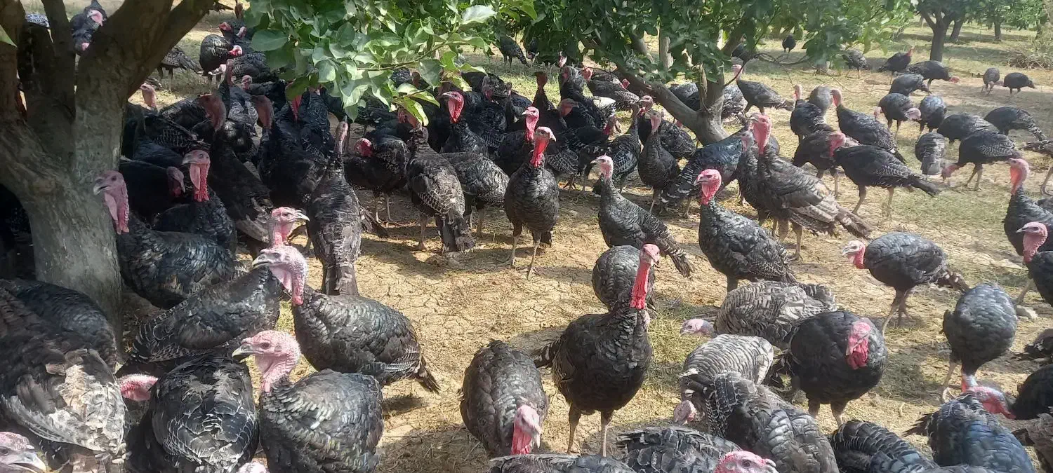 فروش بوقلمون محلی انگلیسی|حیوانات مزرعه|زاغه, |دیوار