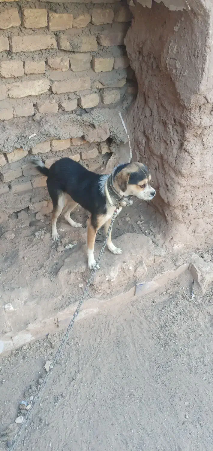 پاپی سگ کوچک|سگ|تربت جام, خیرآباد|دیوار