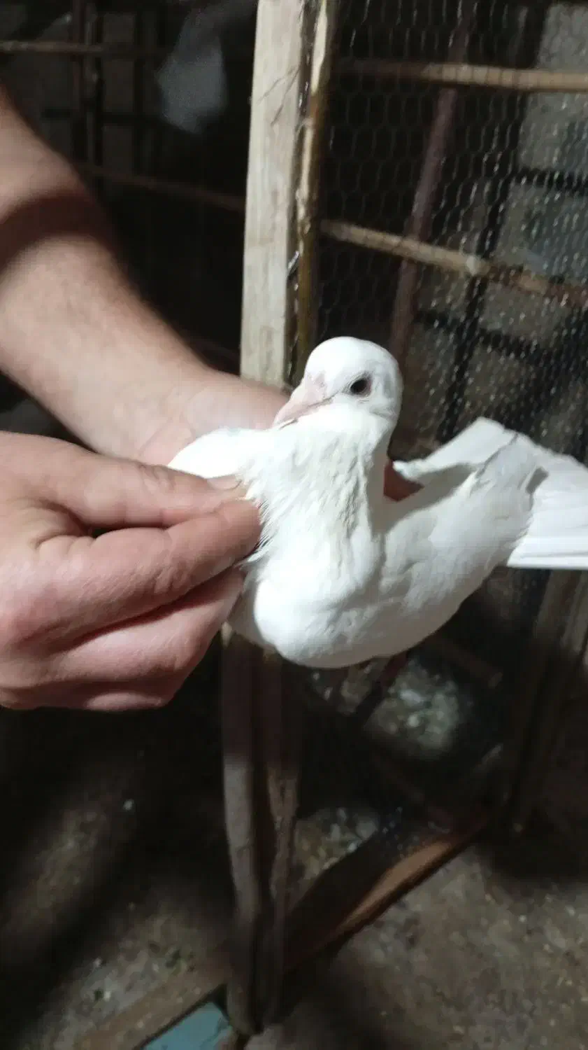 کبوتر یا کفتر|پرنده|رشت, پسیخان|دیوار