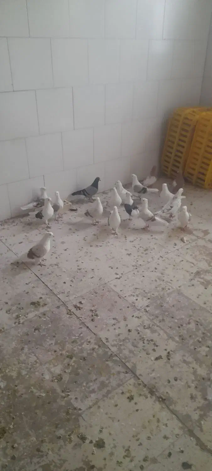 کبوتر های صاف رنگی ناب|پرنده|ابهر, |دیوار