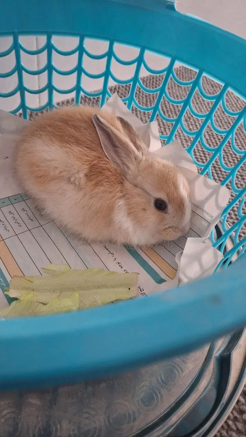 خرگوش|موش و خرگوش|سبزوار, غرب نیروگاه|دیوار