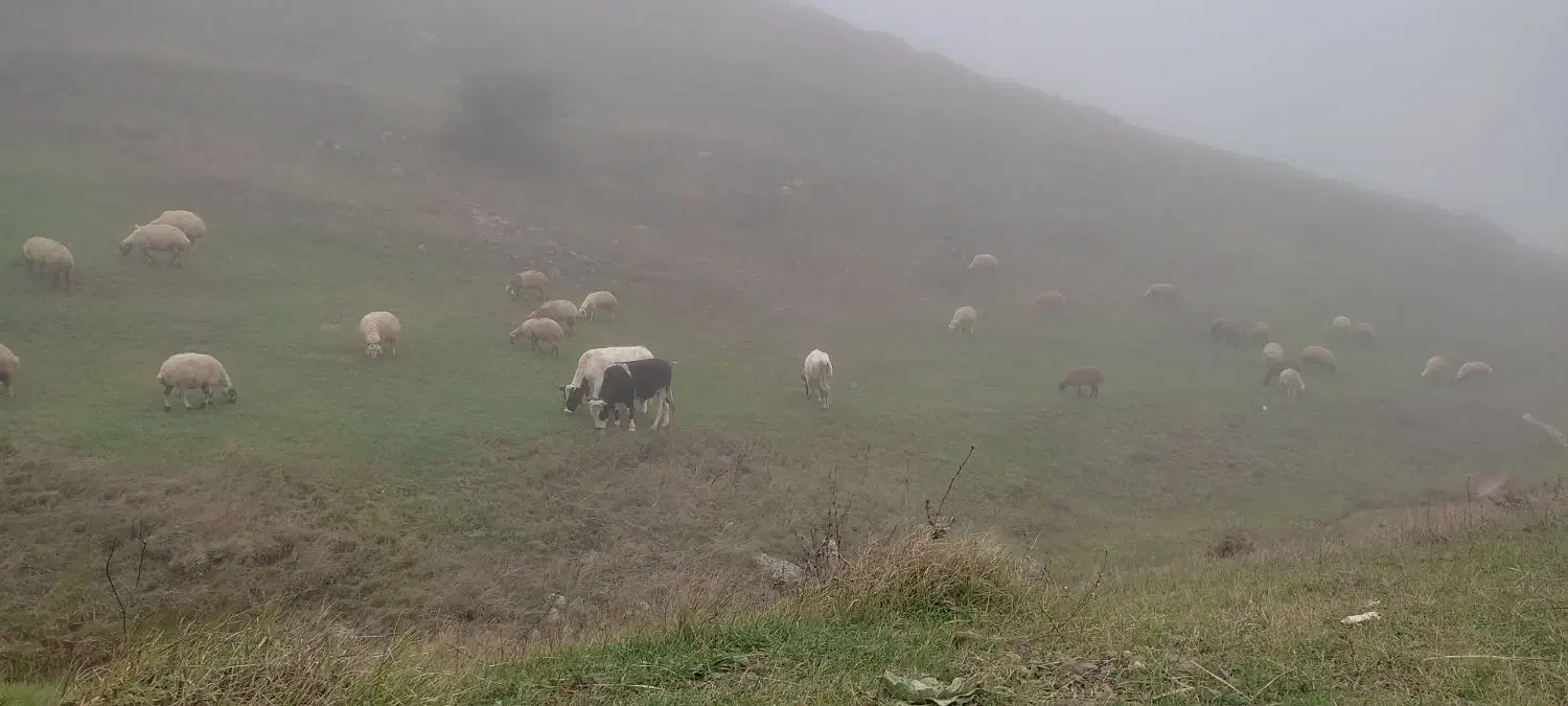 دو عدد گاو نر دارم|حیوانات مزرعه|عنبران, |دیوار