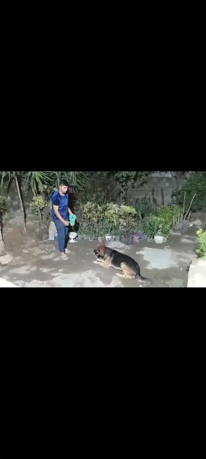 سگ ژرمن شولاین|سگ|نوشهر, |دیوار