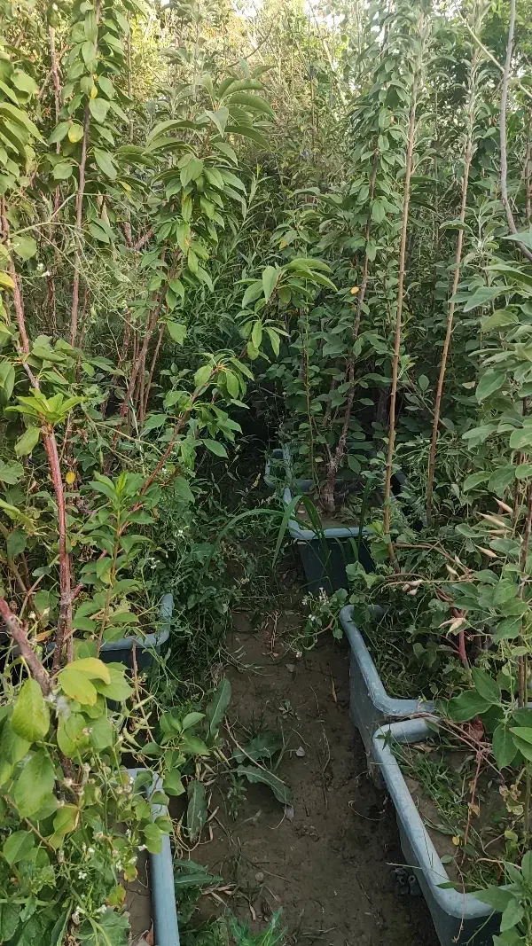 درخت سیب|خدمات باغبانی و درختکاری|فلاورجان, |دیوار