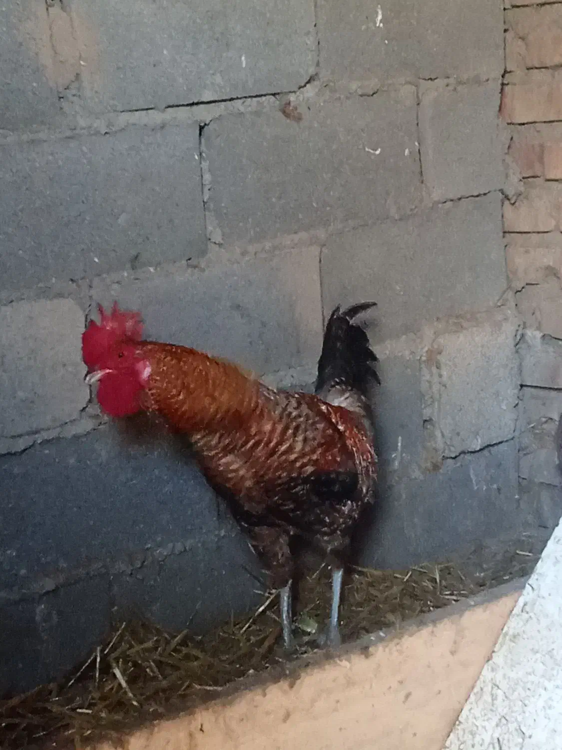 خروس محلی|حیوانات مزرعه|سنگدوین, |دیوار