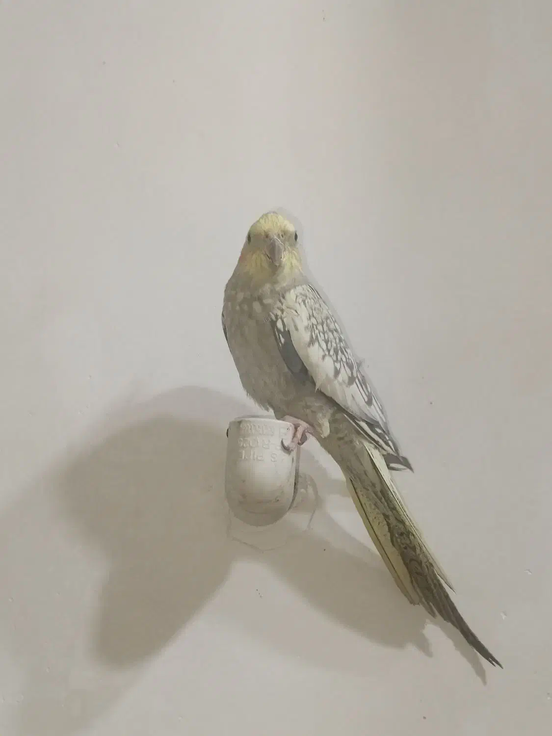 10000000|پرنده|گتوند, |دیوار