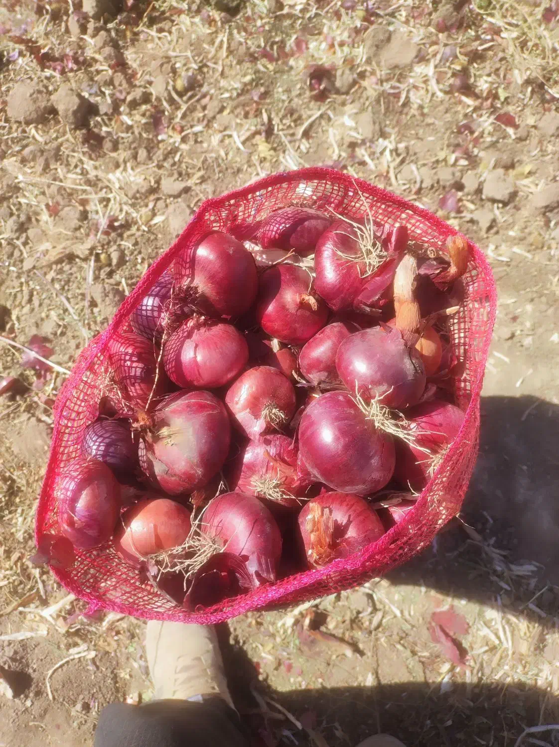 پیاز قرمز لوکس بنابی|خوردنی و آشامیدنی|کرمانشاه, |دیوار