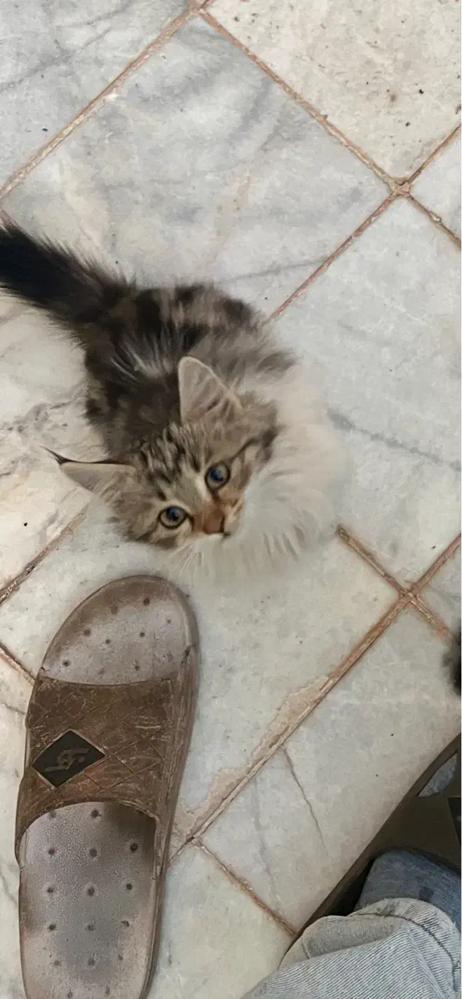 واگذاری سه عدد بچه گربه دو ماهه|گربه|یزد, |دیوار