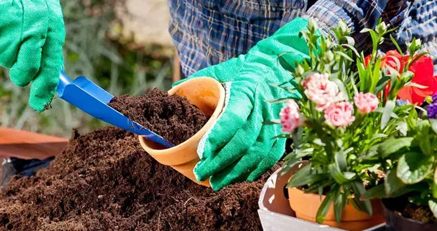 ارائه مشاوره و خدمات کشاورزی|خدمات باغبانی و درختکاری|زنجان, |دیوار