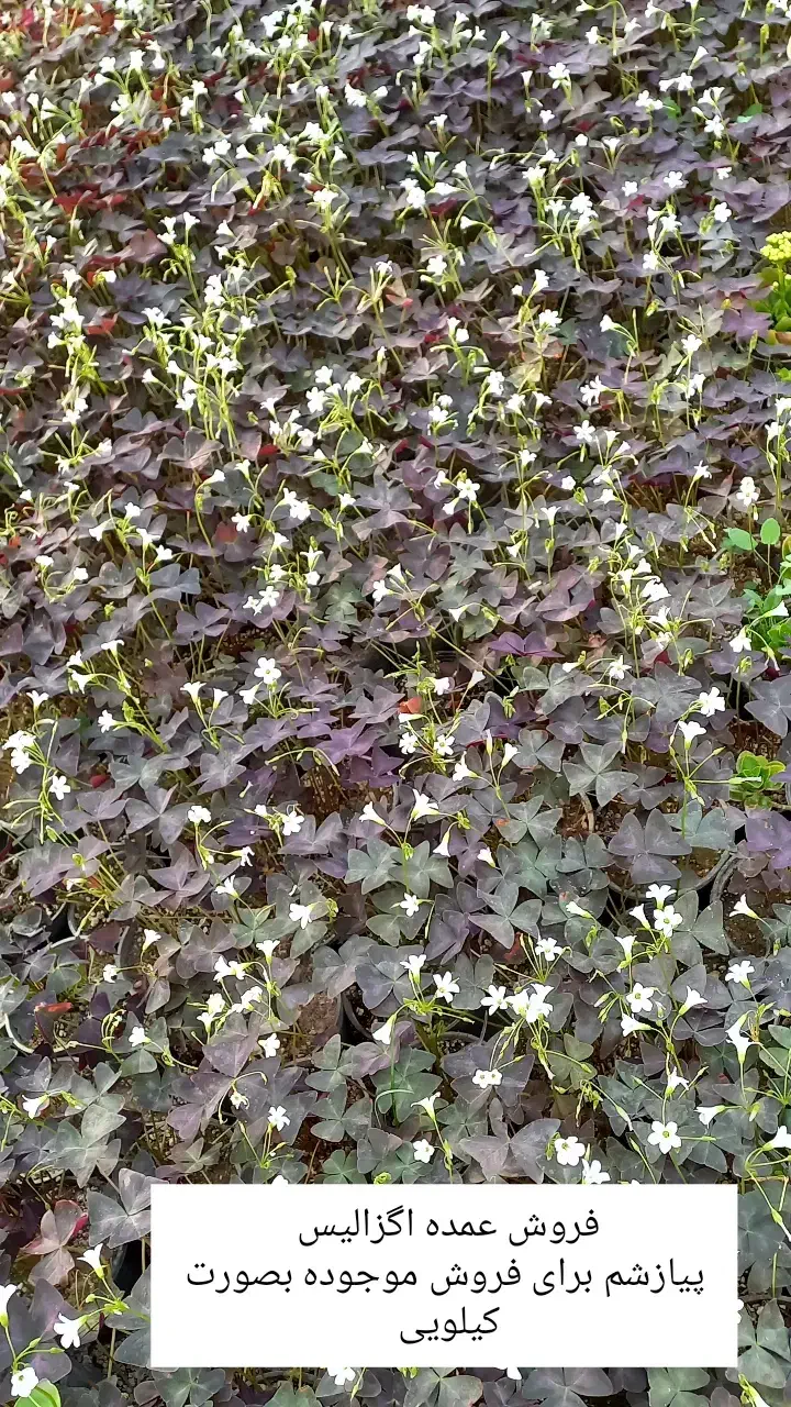 فروش پیازچه گیاه اگزالیس|گل و گیاه طبیعی|محلات, |دیوار