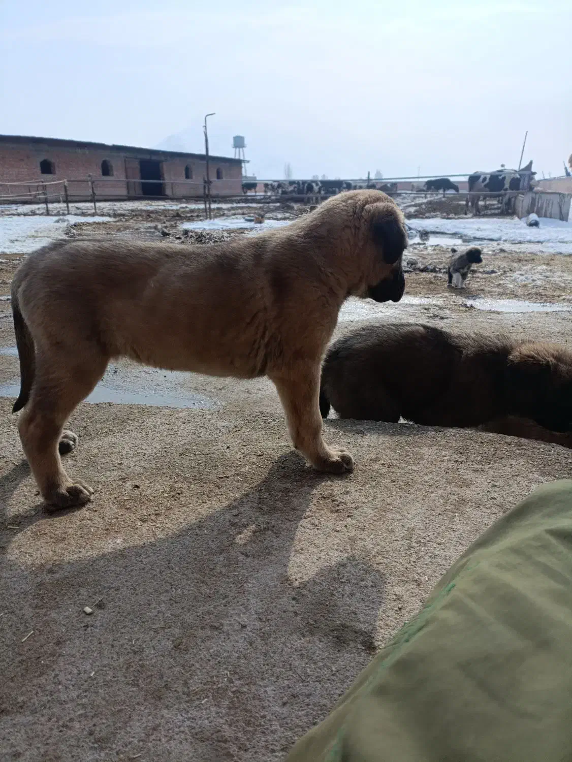 توله سرابی|سگ|سلماس, |دیوار