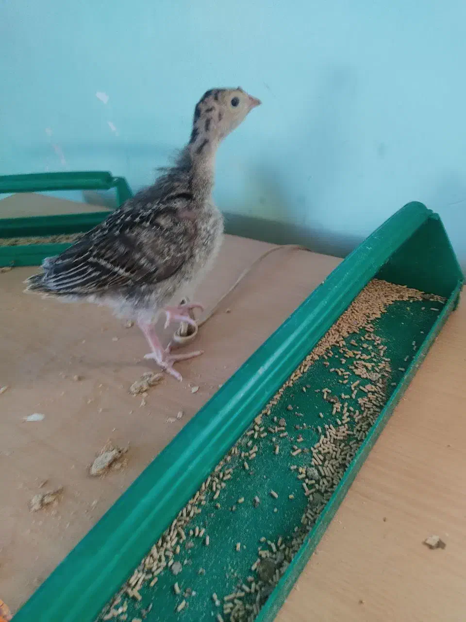 جوجه بوقلمون|حیوانات مزرعه|همدان, |دیوار