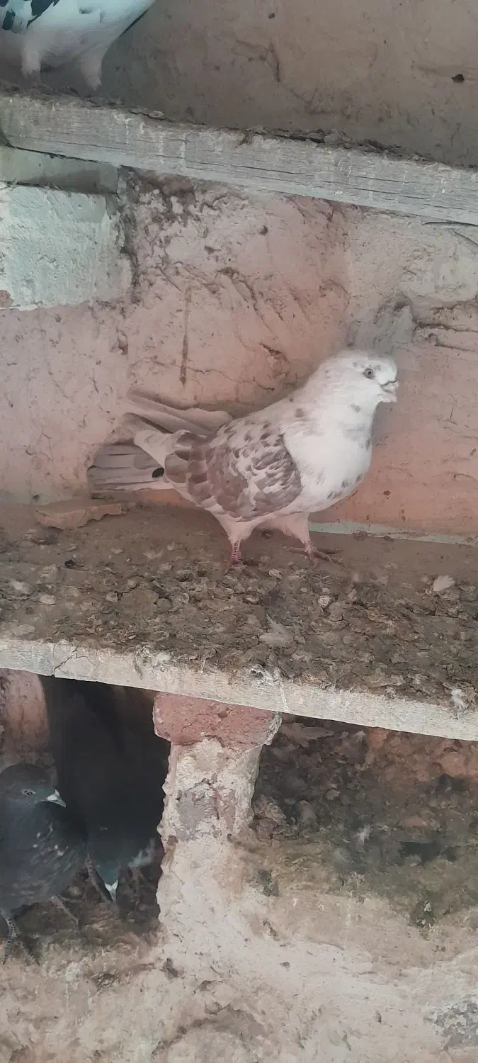 کبوتر رنگی|پرنده|ارشق, |دیوار