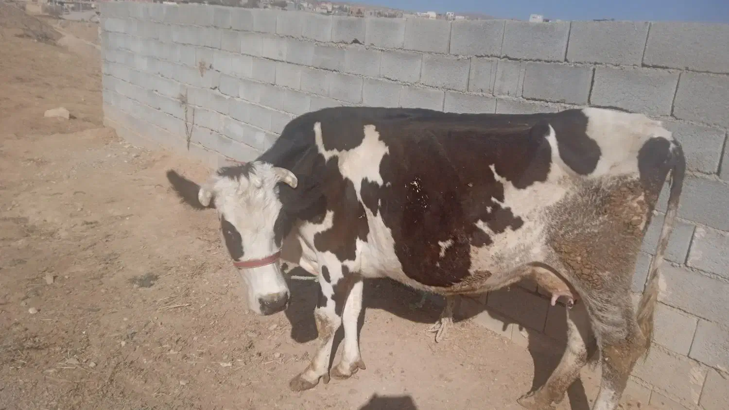 یک عدد گاو و گوساله سمینتال|حیوانات مزرعه|بجنورد, |دیوار