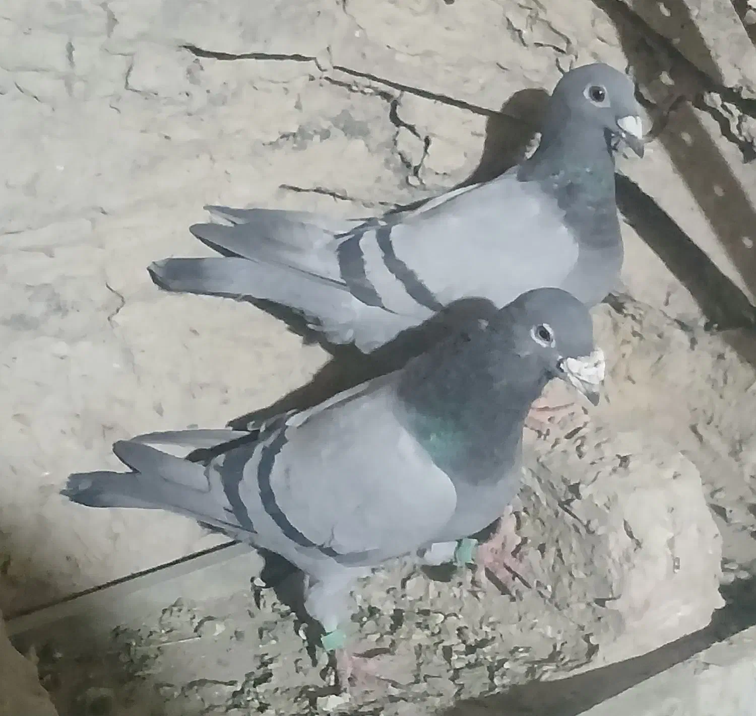 کبوتر|پرنده|زابل, |دیوار