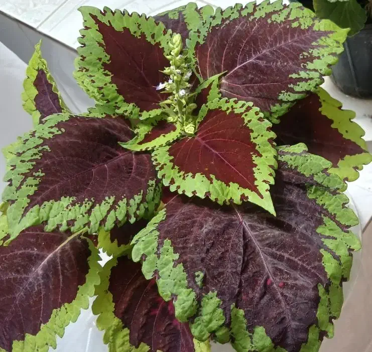 ۹۱۳|سیم‌کارت|زنجان, |دیوار