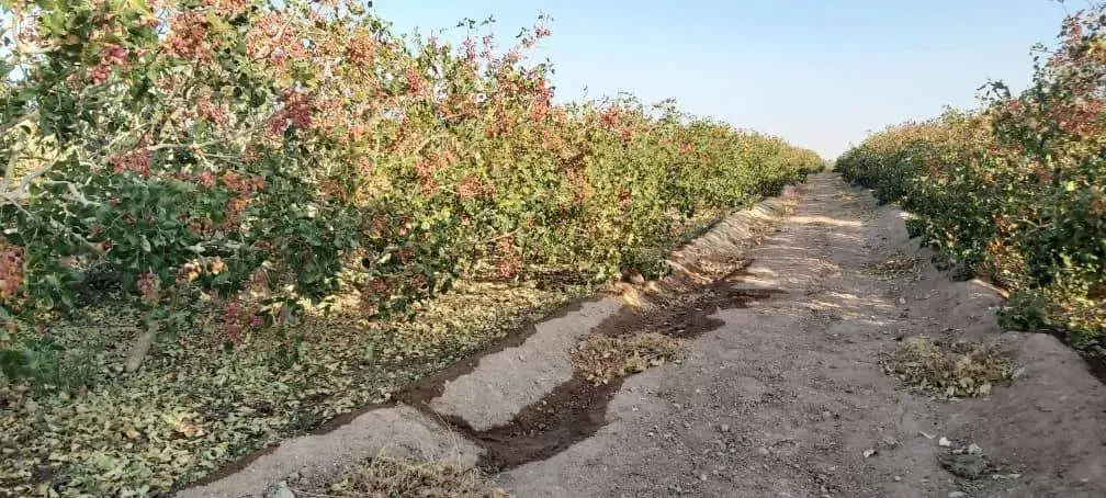 فروش باغ و آب کشاورزی|فروش دفتر صنعتی، کشاورزی، تجاری|شهر بابک, |دیوار