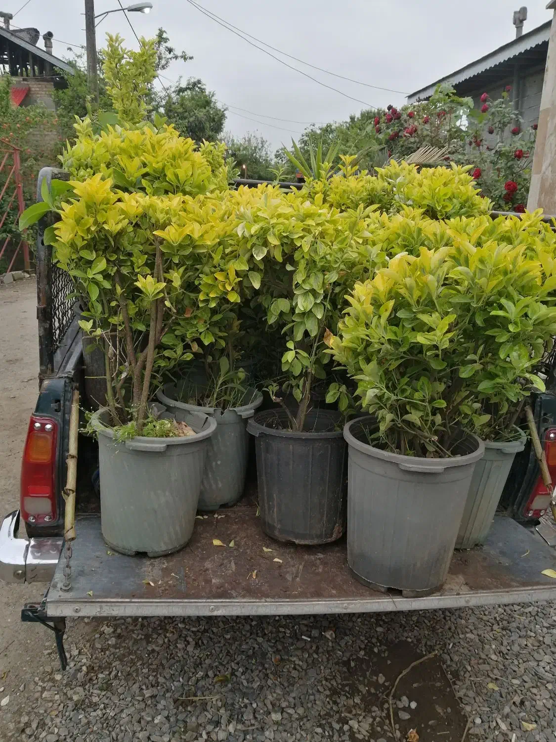 فروش نی خیزران|گل و گیاه طبیعی|رودسر, |دیوار