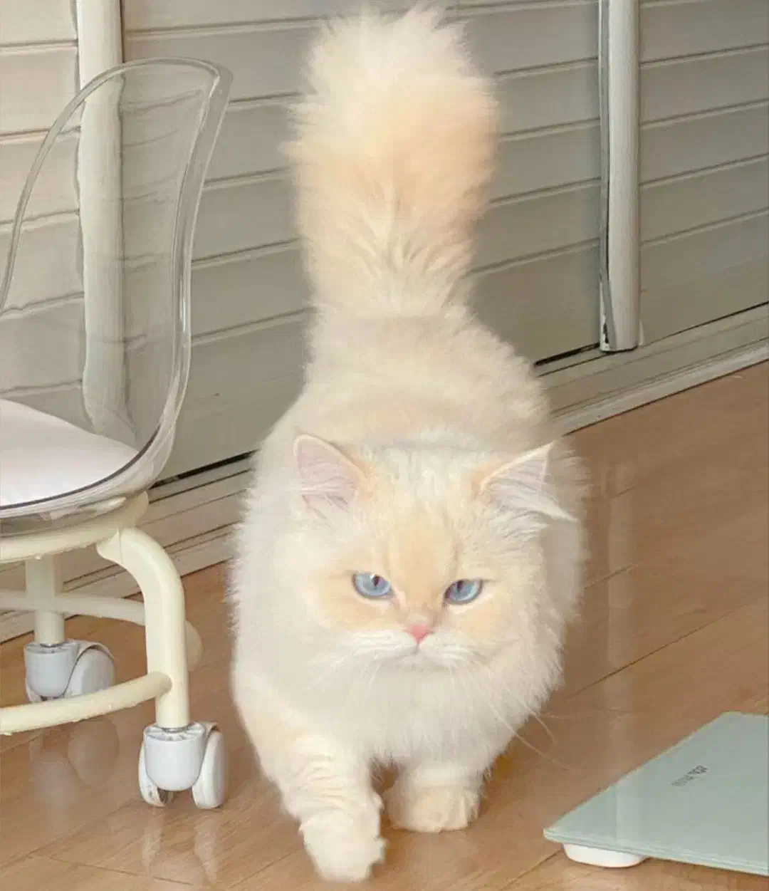 گربه ترکیب Ragdoll Himalayan|گربه|قم, سالاریه|دیوار