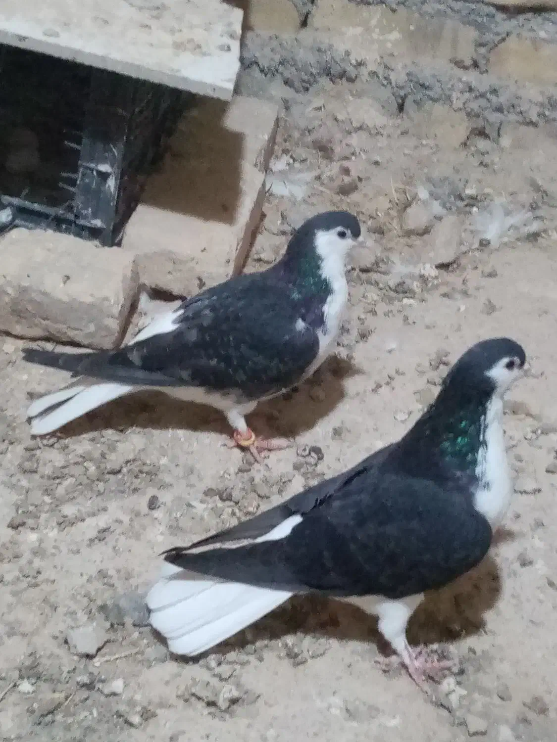 کفتر طوقی|پرنده|کاشمر, |دیوار