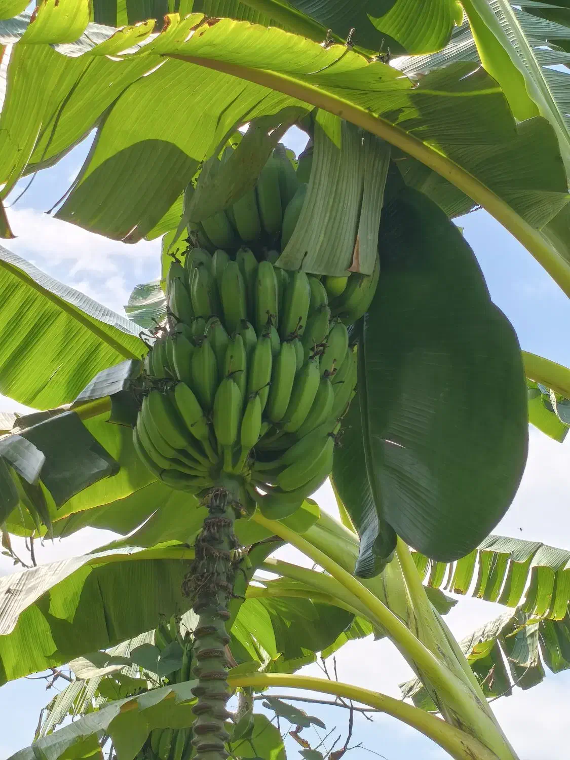 موز بیرونی و معتدله تا سردسیری|گل و گیاه طبیعی|لاهیجان, آهندان|دیوار