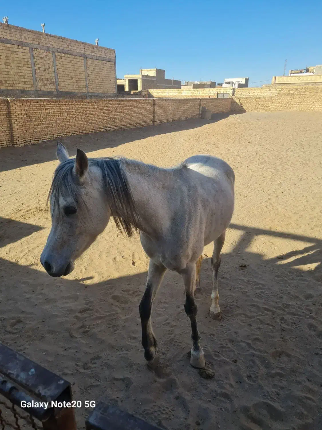 اسب  دوسر|اسب و تجهیزات اسب‌سواری|میبد, |دیوار