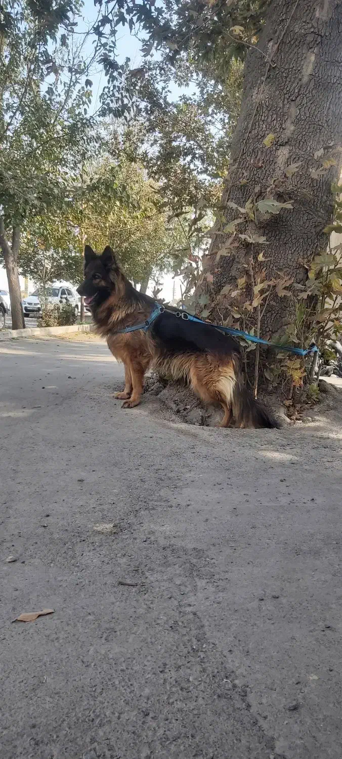 ژرمن شولاین ماده مو بلند|سگ|تهران, شهرک دریا|دیوار