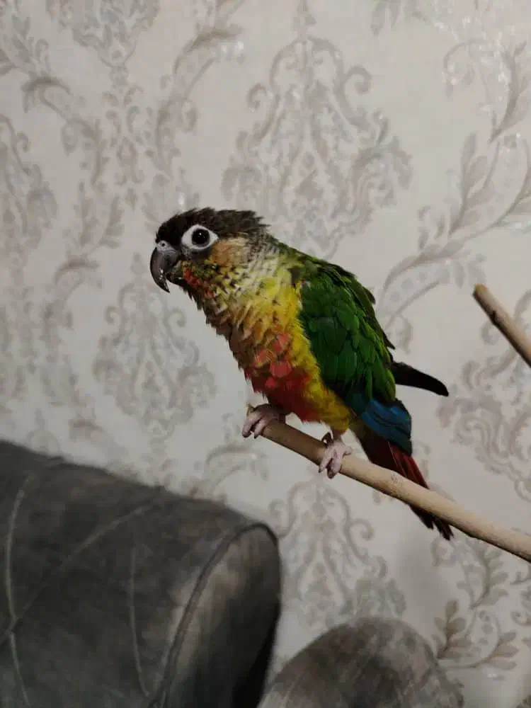 طوطی گرینچیک|پرنده|نجفآباد, باغ ملی|دیوار