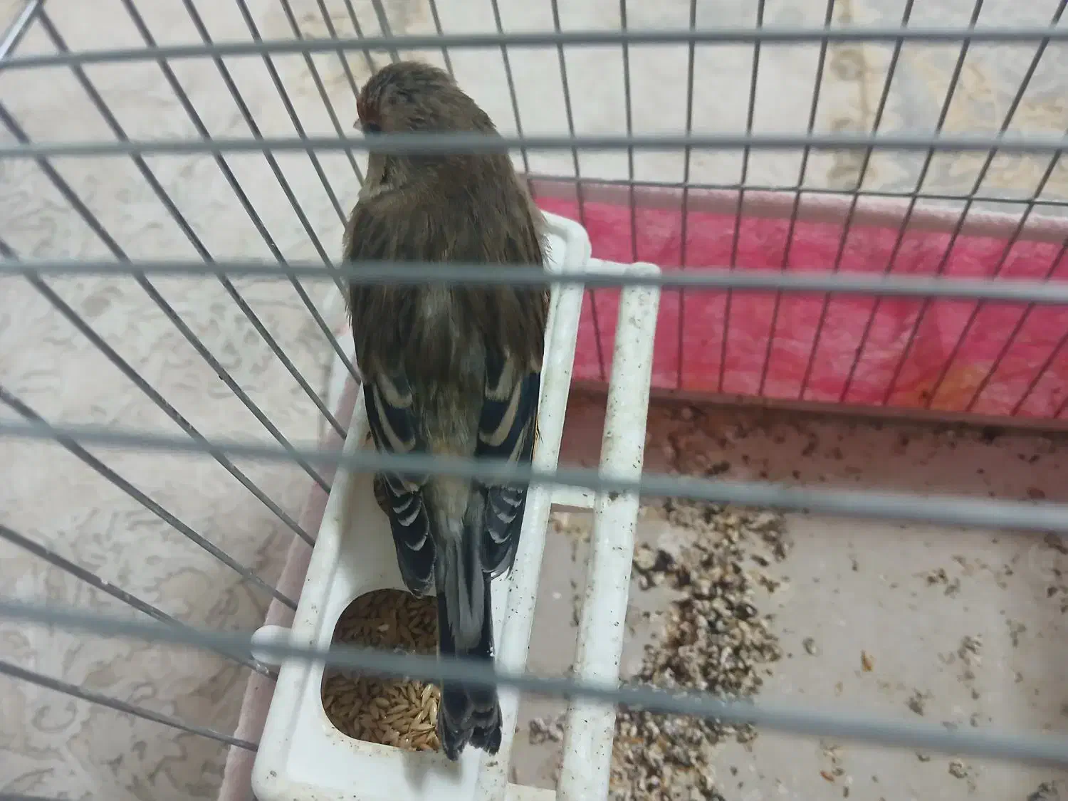 سره قناری نر|پرنده|برخوار, |دیوار