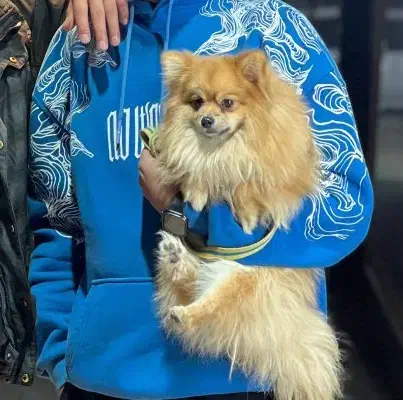 سگ پامر گمشده مژدگانی عالی|حیوانات|تربت جام, علوی|دیوار