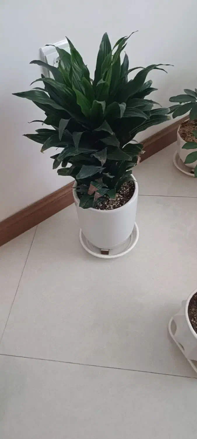 برگ انجیری سر حال|گل و گیاه طبیعی|سمنان, |دیوار