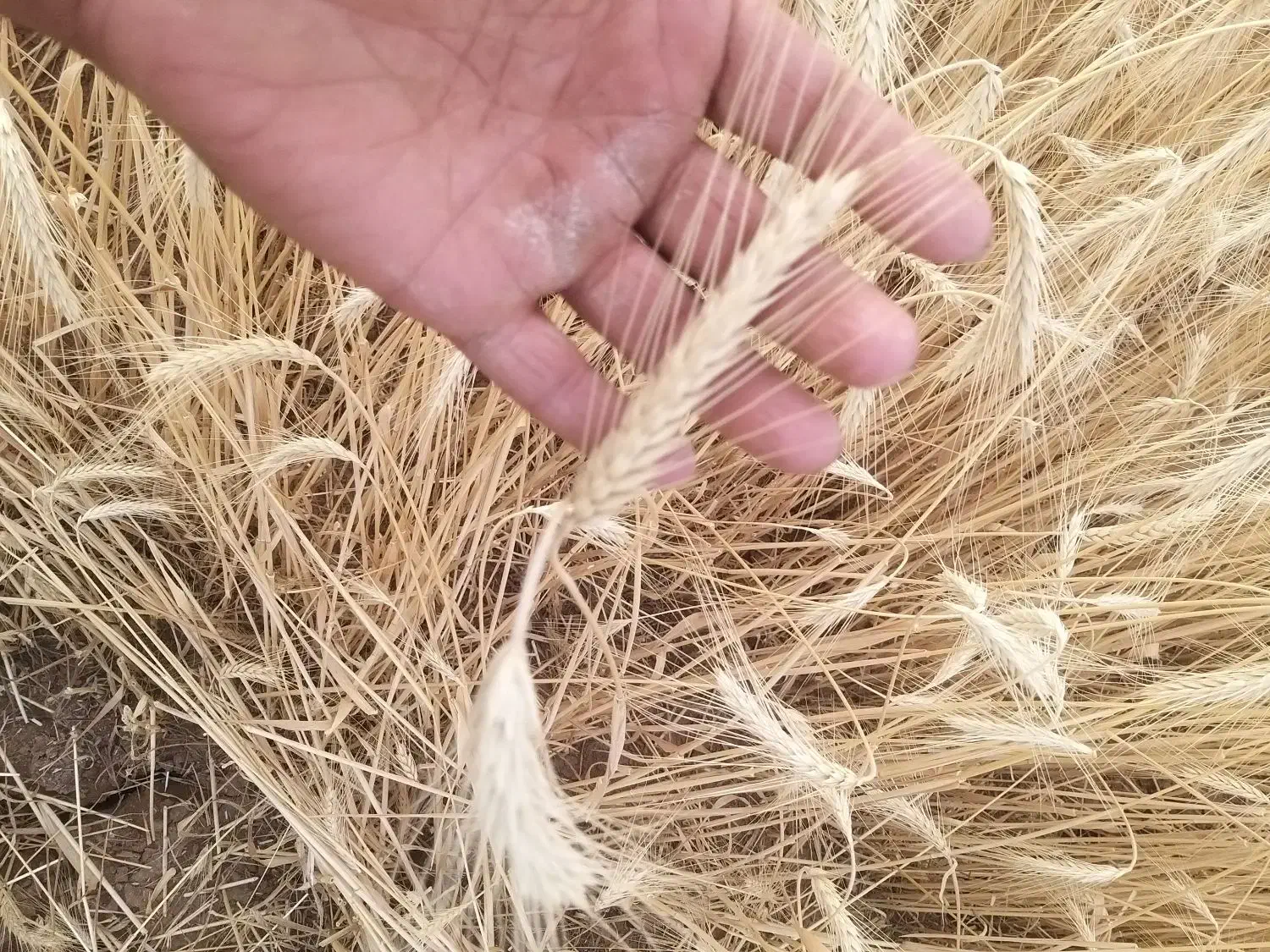 گندم بذردرجه یک اصلاح شده|گل و گیاه طبیعی|مریوان, |دیوار