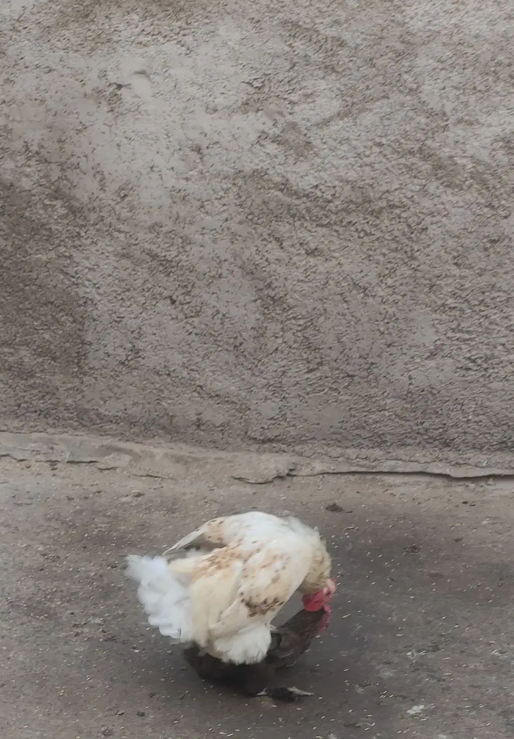 خروس چهل تاج|حیوانات مزرعه|ری, شهرک نظامی|دیوار