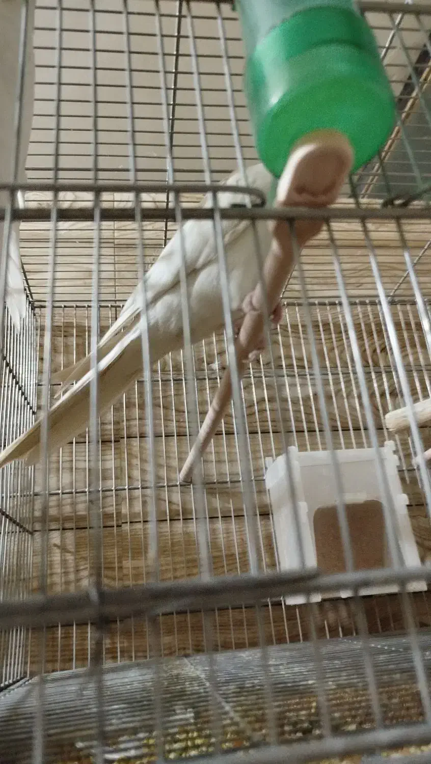 فروش انواع نژاد عروس هلندی مولد و جوجه|پرنده|ایلام, |دیوار